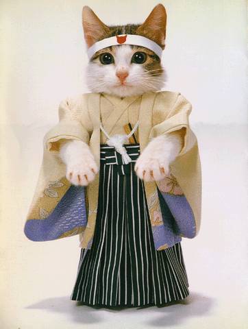 .Un chat Japonais??